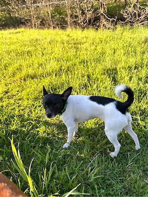 Chihuahua Mix Hündin