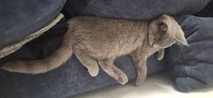 Britisch Kurzhaar Kitten Jung