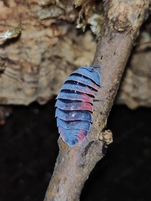Ardentiella sp. Lava - Merulanella - Asseln - Terrarium Haustiere