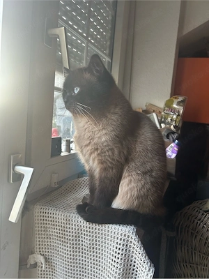 regdoll gatze blau point