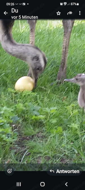 Nandu Nandus frische Eier Bruteier  Essen Basteln 