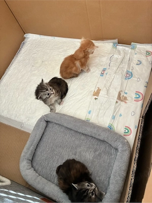 Maine Coon Babys 