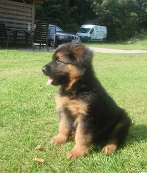 schäferhund rüde zucht zuhause welpe