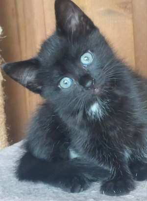 3 Bkhmix Kätzchen 12 Wochen alt abzugeben 