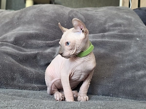 Herzensbrecher sucht Dosenöffner 