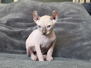 Herzensbrecher sucht Dosenöffner 