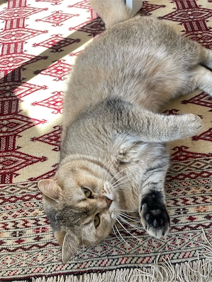 Reinrassiger BKH Deckkater 