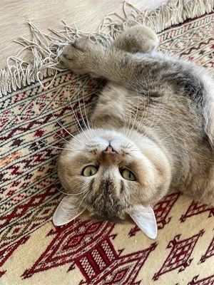 Reinrassiger BKH Deckkater 