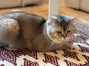 Reinrassiger BKH Deckkater 