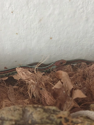 subadult sanfrancisco gartersnake 1.0