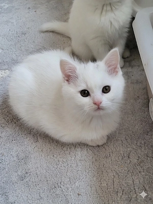 Wunderschönes Flauschebärchen