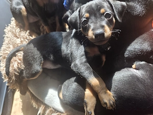 Zwergpinscher Welpen 