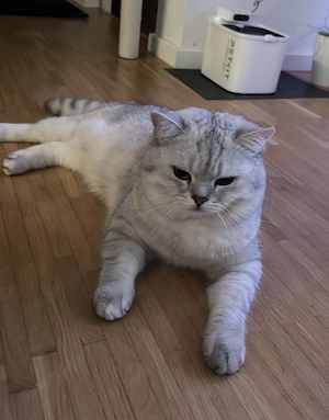  Wunderschöner BKH Deckkater sucht Damenbesuch 