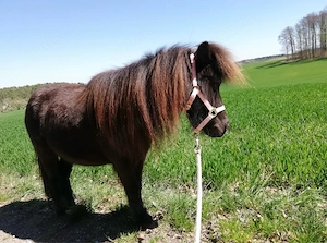 Shetlandpony Bild 3