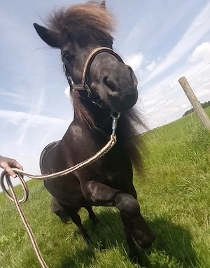 Shetlandpony Bild 4