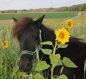 Shetlandpony Bild 2