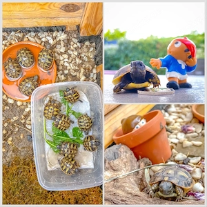 Griechische Landschildkröten, Nachzuchten 2025