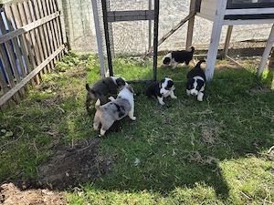 Australian Shepherd x Bodercolli Welpen