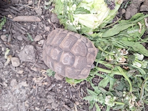 Grischiche Landschildkröten