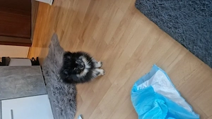 Süsser Pomerian Zwergspitz