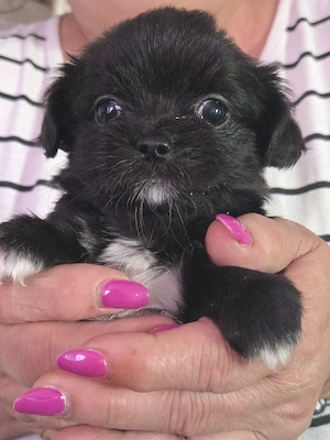 pekinese   chihuahua mix 