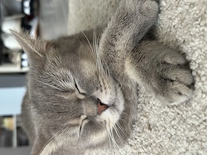 Britisch Kurzhaar Kater (2) nur zusammen abzugeben   gesund, kastriert, inkl. Katzenhaus 