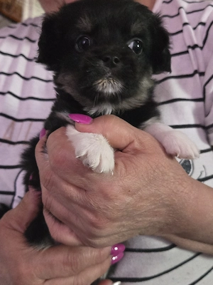 pekinese   chihuahua mix 