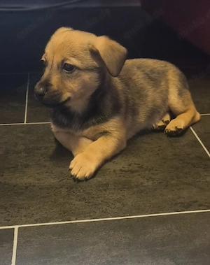 Wunderschöne Welpen