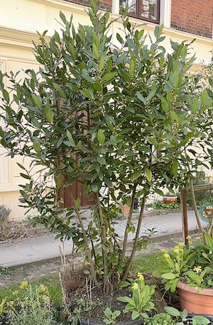 Echter Lorbeer (Laurus nobilis)