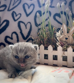 British Kurzhaar Kitten 