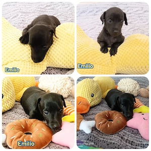 italienisches Windspiel