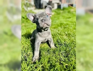 Französische Bulldogge Welpen mit Ahnentafel!!