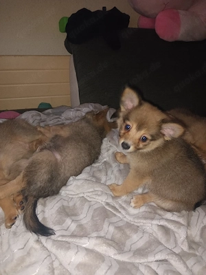 Niedliche Mix Welpen zu verkaufen    Bild 6