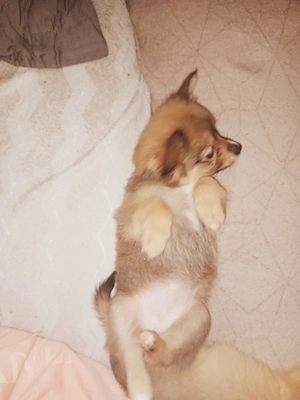 Niedliche Mix Welpen zu verkaufen    Bild 4