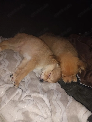 Niedliche Mix Welpen zu verkaufen    Bild 3