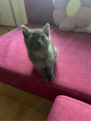 Reinrassiger BKH Junge Grau