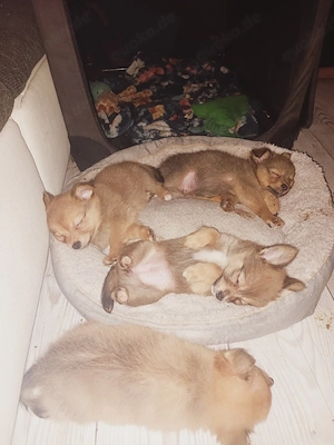 Niedliche Mix Welpen zu verkaufen    Bild 5