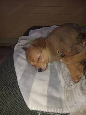 Niedliche Mix Welpen zu verkaufen    Bild 7