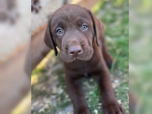 Süße Labrador retriever welpen!!