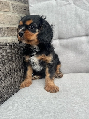 cavalier King Charles Spaniel sucht neues haus
