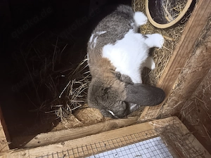 Gebe häsin als partnertier ab