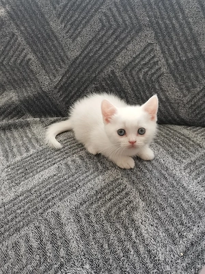 Britisch Kurzhaar Kitte 