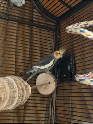 Verkaufe einen männlichen Nymphensittich