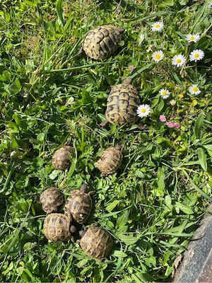 Nachzucht, griechische Landschildkröten