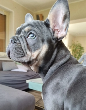 Französische Bulldogge Mädchen  Anne    sucht ihr Für-immer-Zuhause