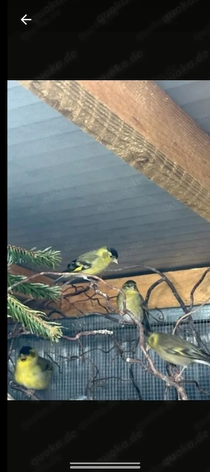 Erlenzeisig Weibchen von 2025 