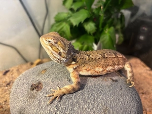 zwerg Bartagame (1 Jahr alt) mit terrarium und zubehör abzugeben