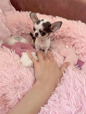 Mini Chihuahua Hündin 