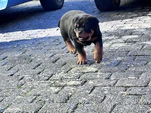Verspielte Rottweilerwelpen 
