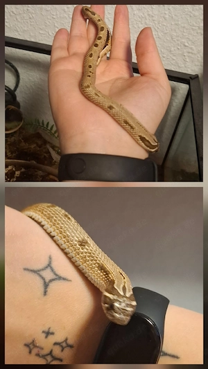 Männliche Hakennassennatter 